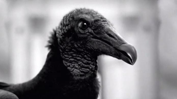 thumbnail voor High-tech gieren tegen illegale vuilstort