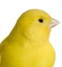 thumbnail voor Winnaar Canary-prijsvraag bekend