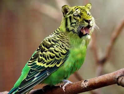 Cover voor Beeldbewerking: mensen trappen makkelijk in nepfoto’s